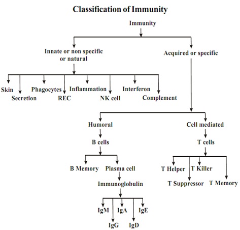 645_classification of immunity.jpg